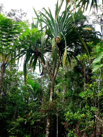 54- Un grand pandanus 